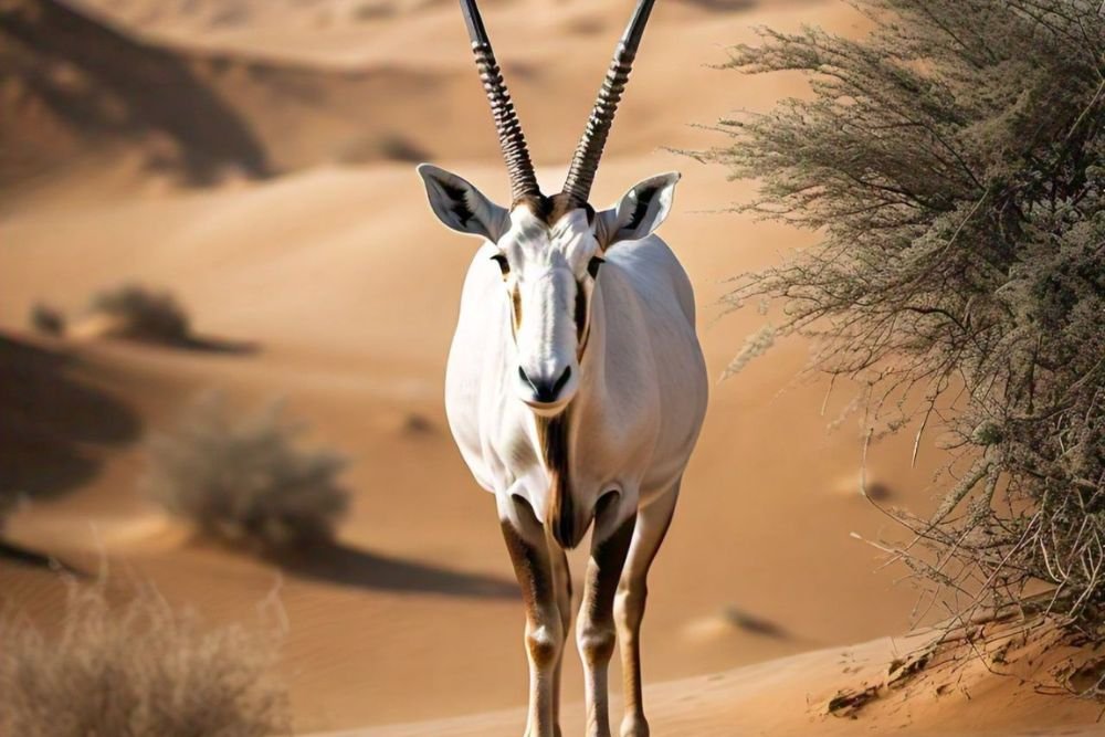Arabian Oryx