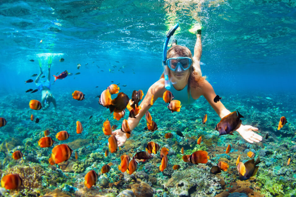Snorkeling and Diving