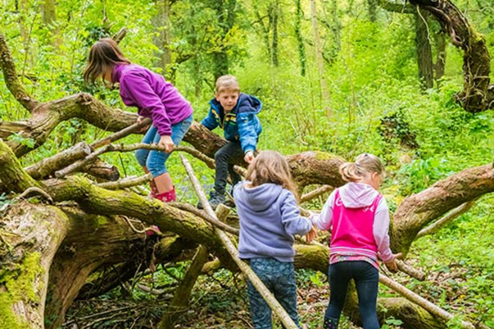 Hiking in Heartwood Forest