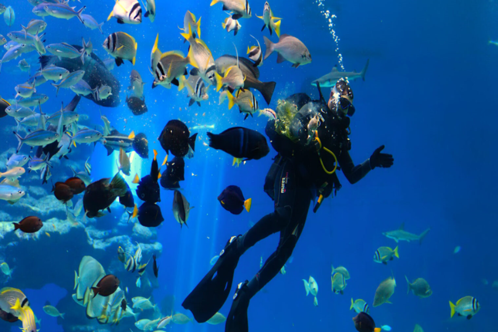 Diving in the Archipelago