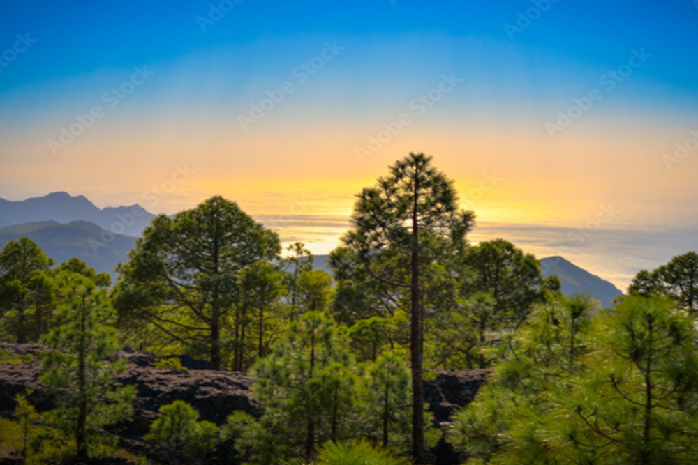  Adventure in Tamadaba Natural Park
