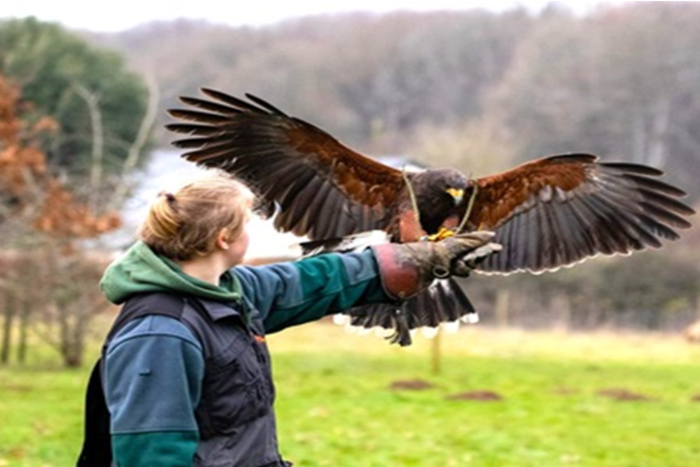 The Malta Falconry Center