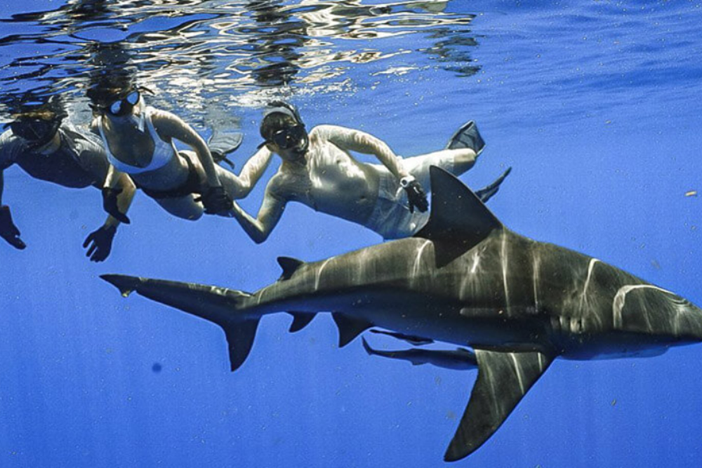 Shark Cage Diving