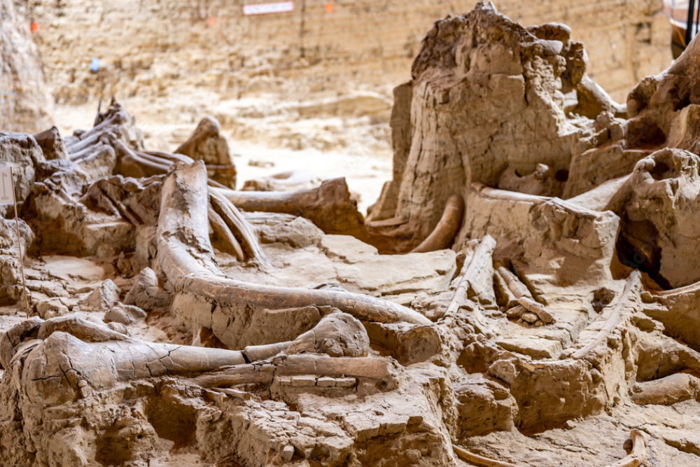 Mammoth Site in Hot Springs