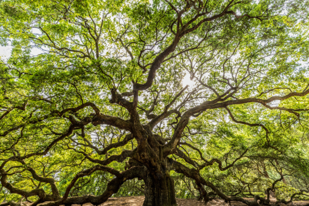 Angel Oak Tree