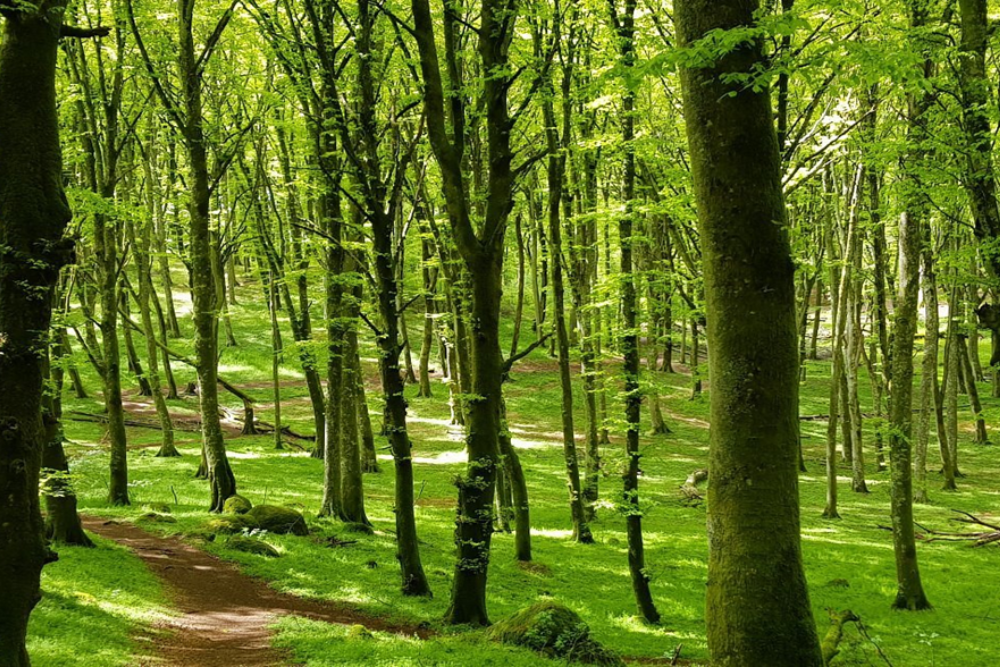 Castel d’Asso - Etruscan Necropolis Trekking