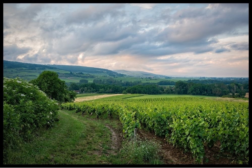 Vineyards