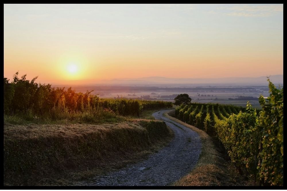 Uzes Vineyards