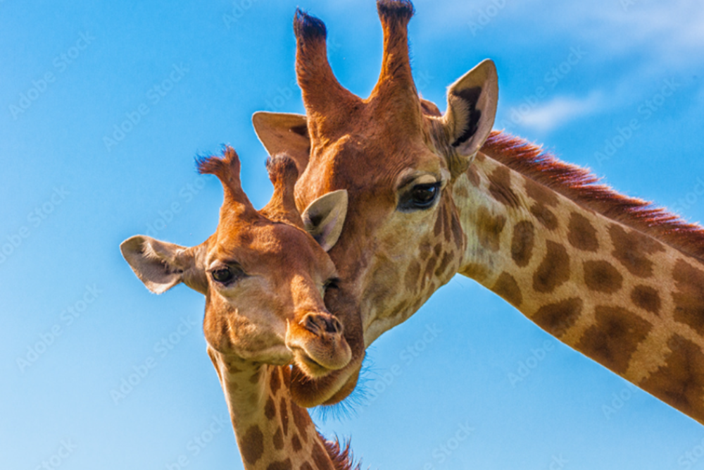 Parken Zoo Adventure Park