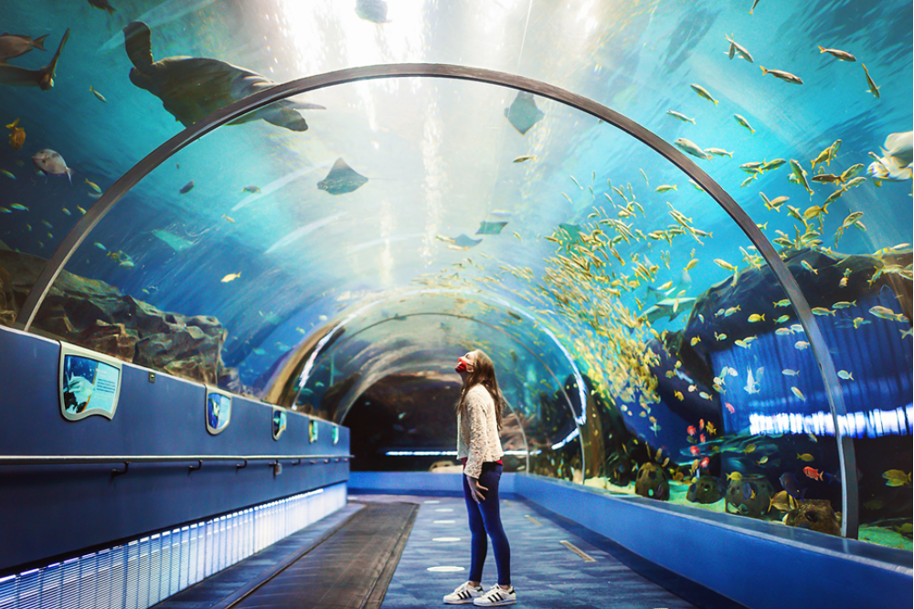 Adventure at the Georgia Aquarium in Atlanta