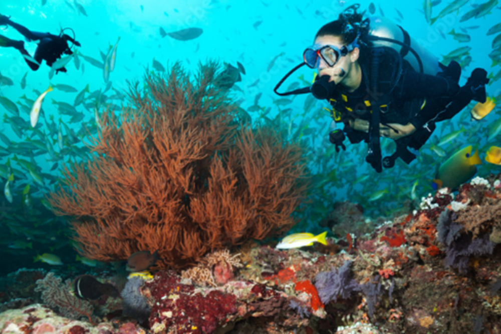 Snorkeling and Scuba Diving in the Florida Keys