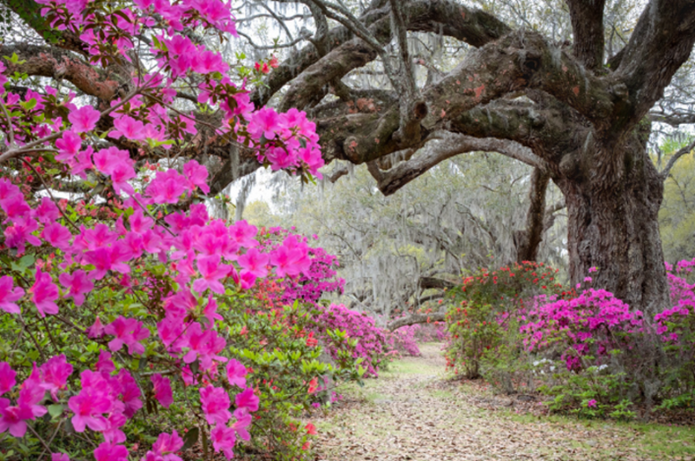 Magnolia Plantation and Gardens