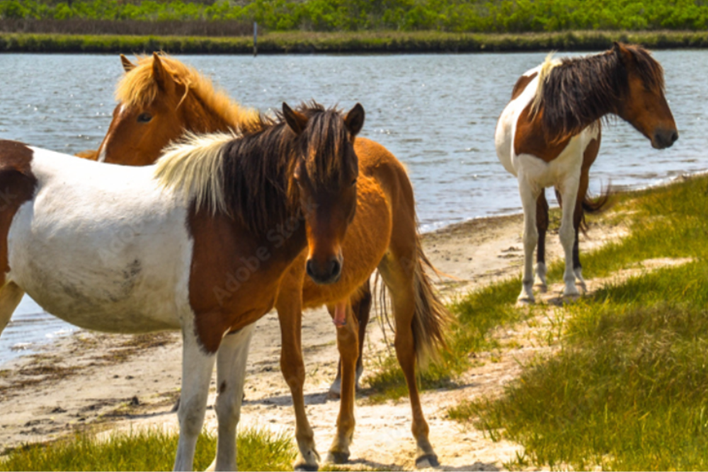 Assateague Island National Seashore