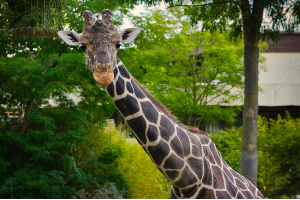 Duisburg Zoo