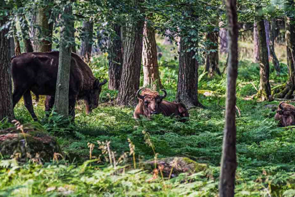 Eriksberg Wildlife Park