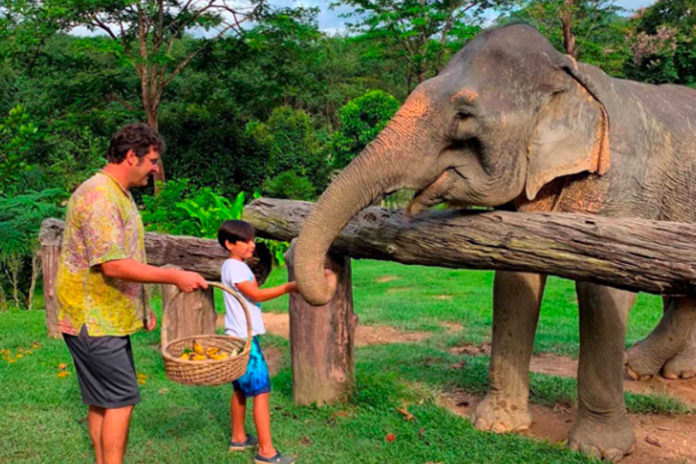 Elephant Encounters