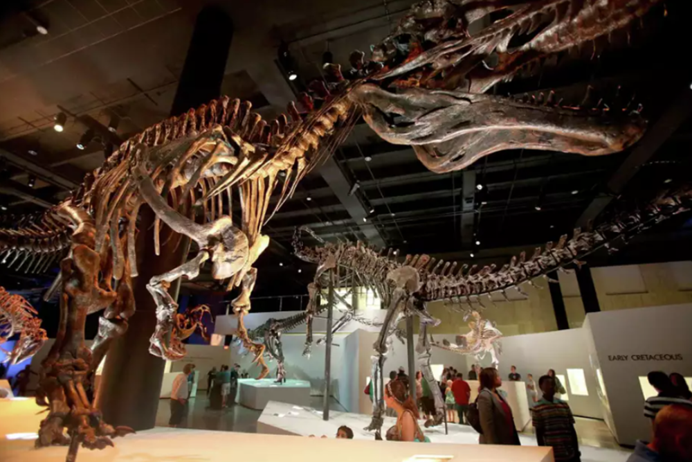 Houston Museum of Natural Science