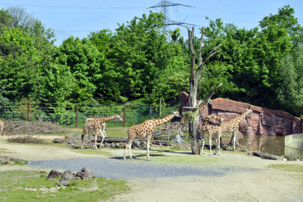 Gelsenkirchen Zoo