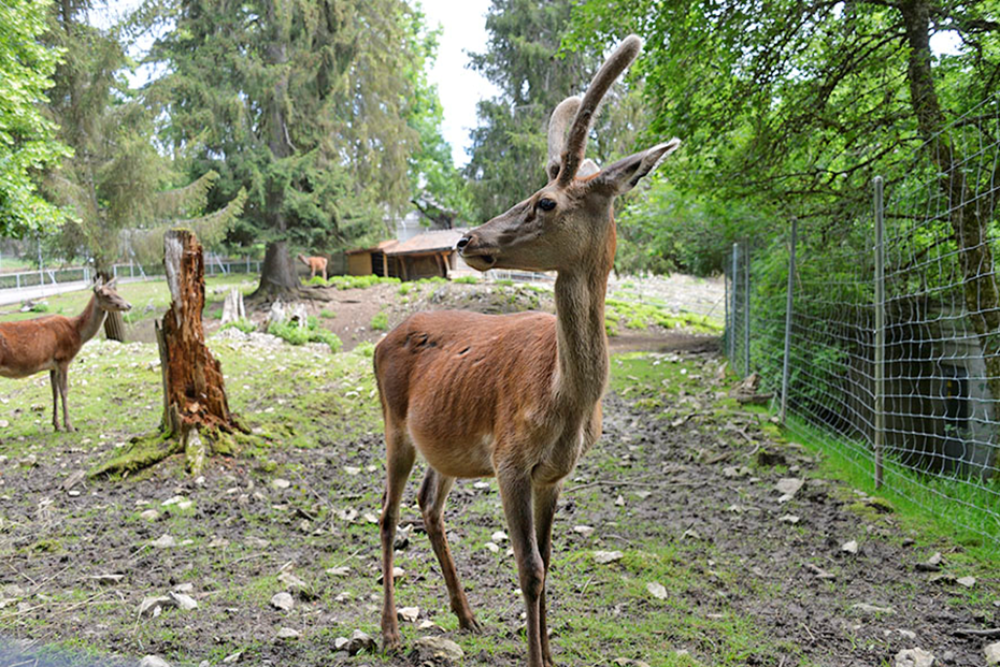 La Chaux-de-Fonds Zoo
