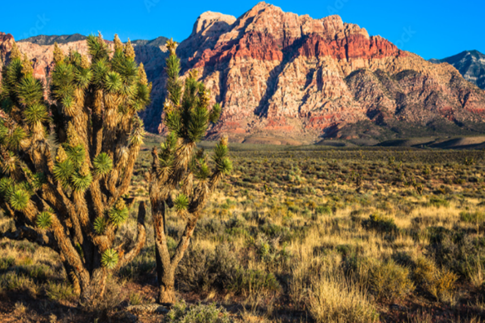 Red Rock Canyon National Conservation Area