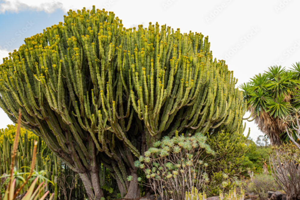 Jardin Botanico Viera y Clavijo