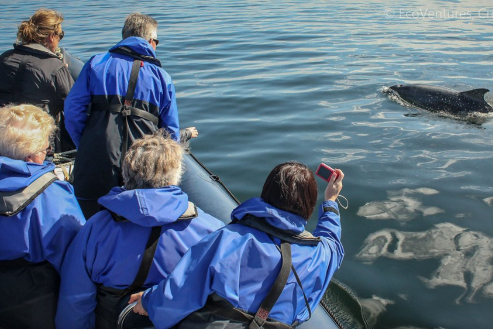 Wildlife Watching on the Black Isle