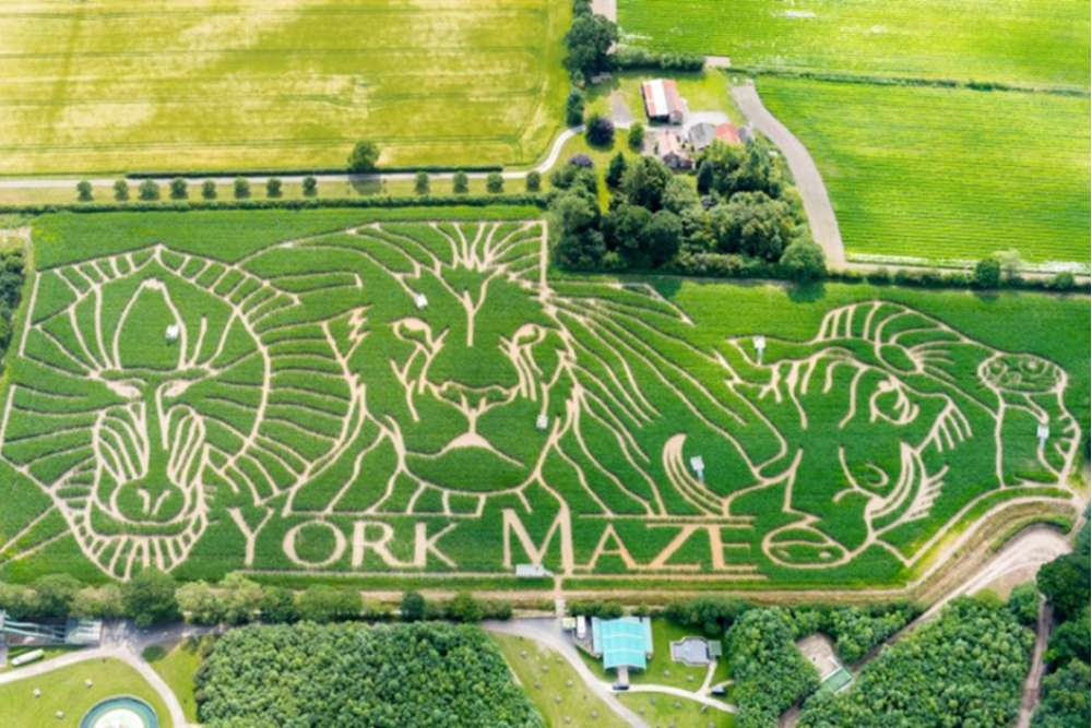 York Maze