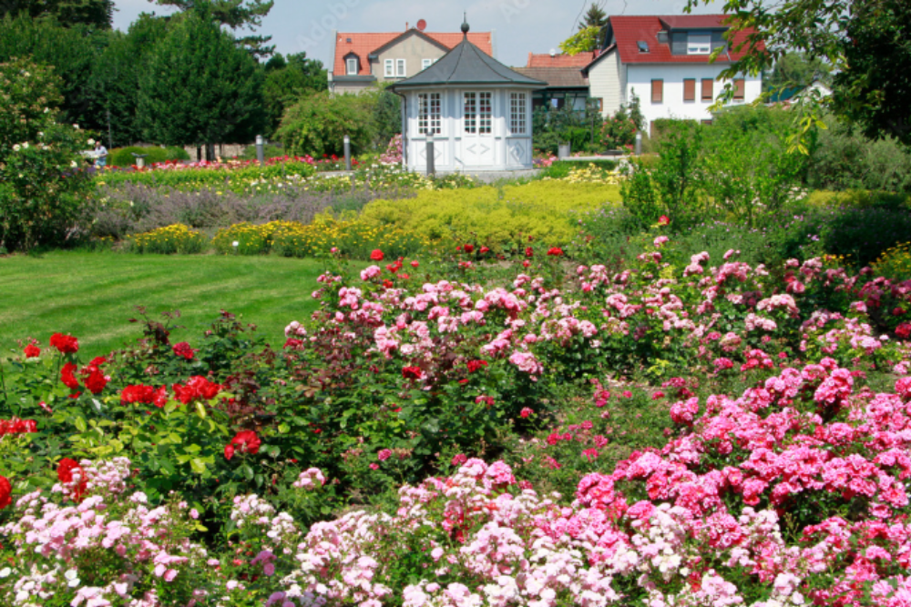 Rosengarten (Rose Garden)