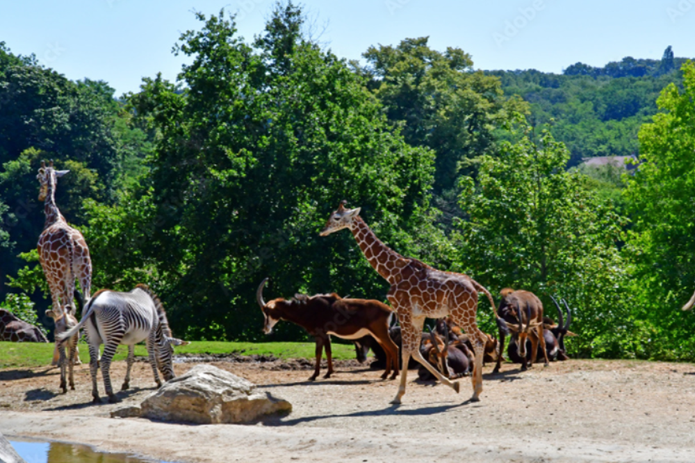 Nature and Wildlife