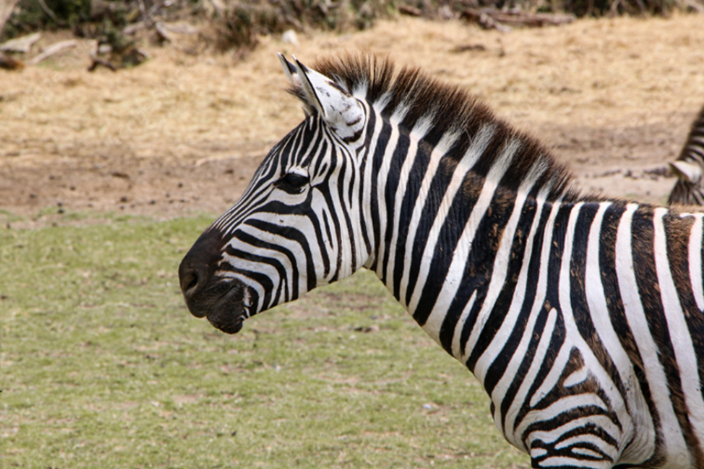 Saarbrucken Zoo
