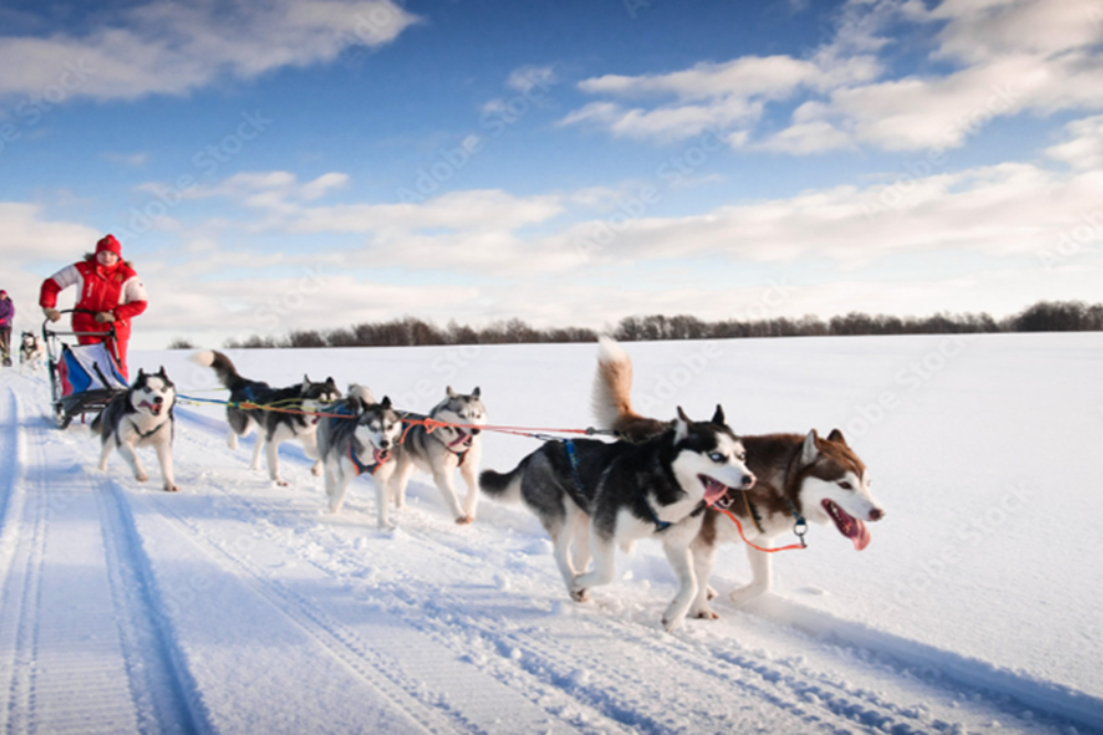 Dog Sledding