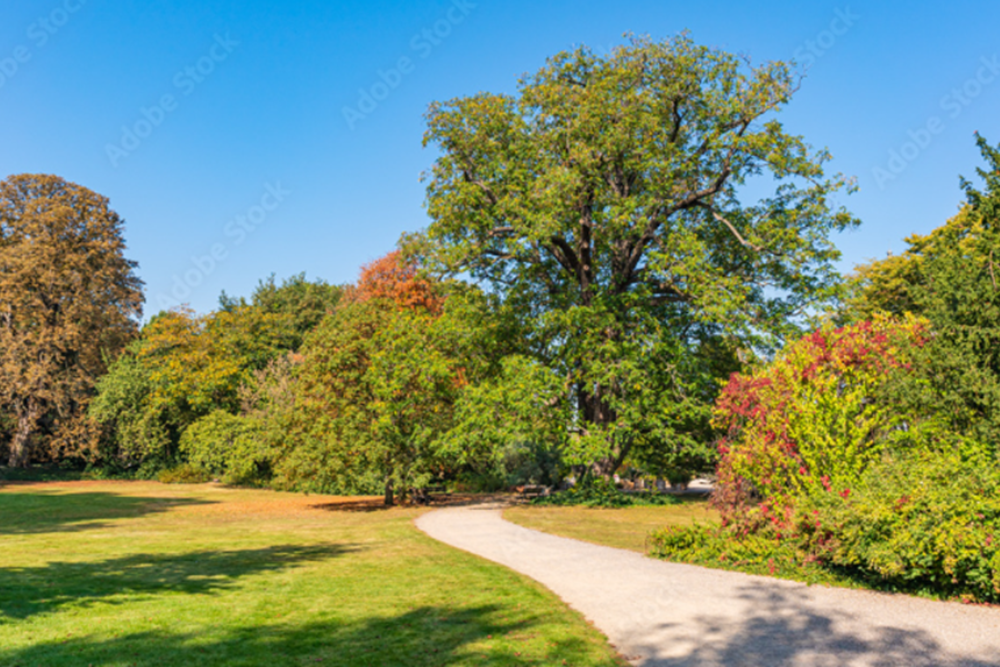 Botanical Garden (Botanischer Garten) –
