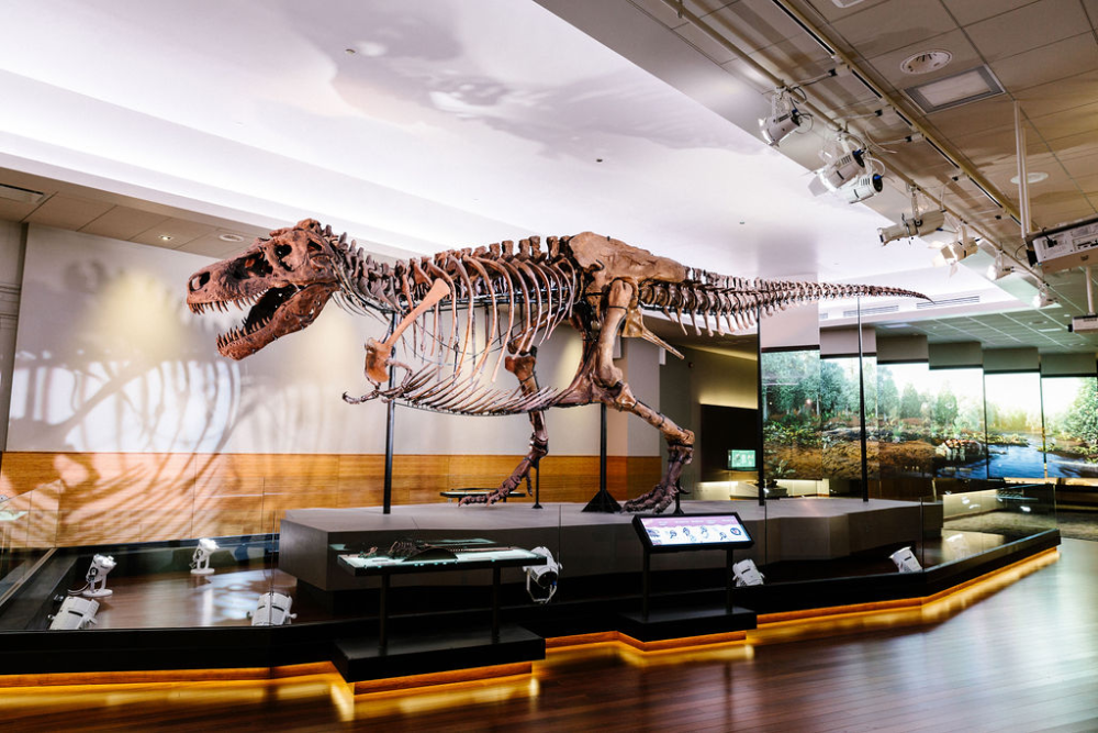 Visit the Field Museum