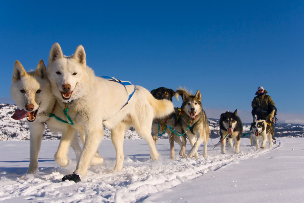 Dog Sledding