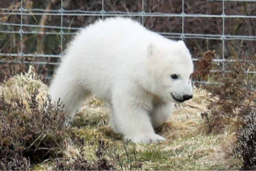 Highland Wildlife Park