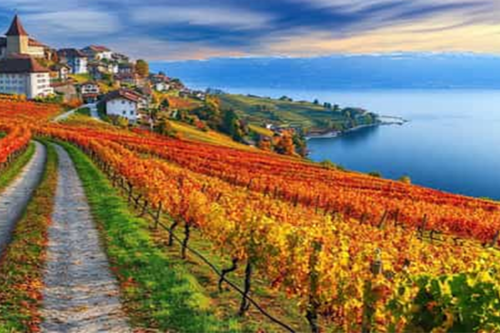 Vineyard Tours