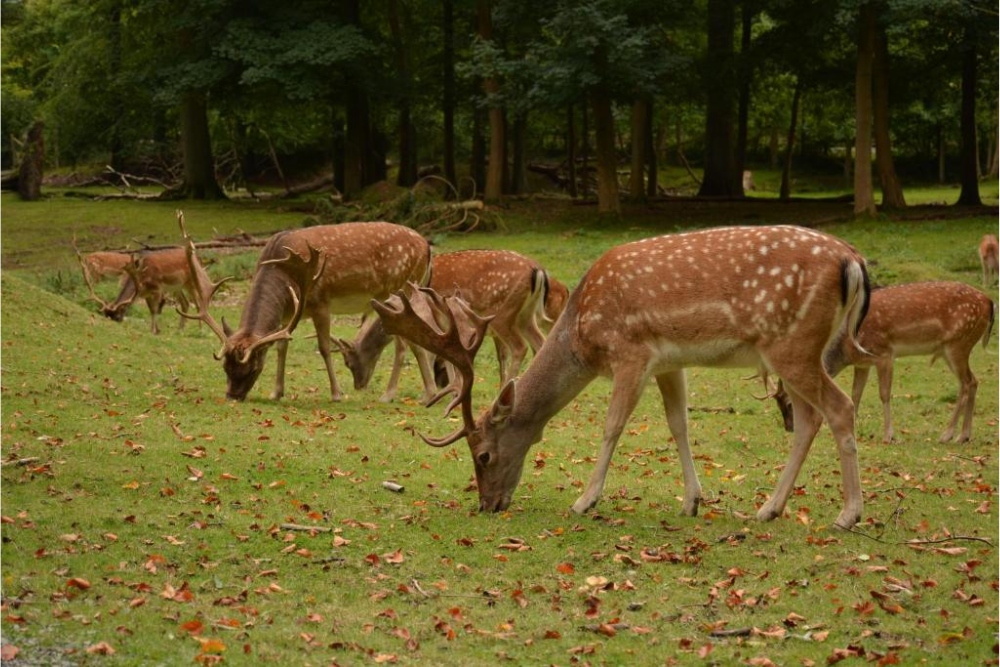 Nature Park at Norreskoven