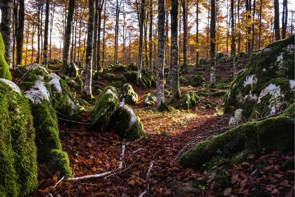 Investigating Cansiglio Woods