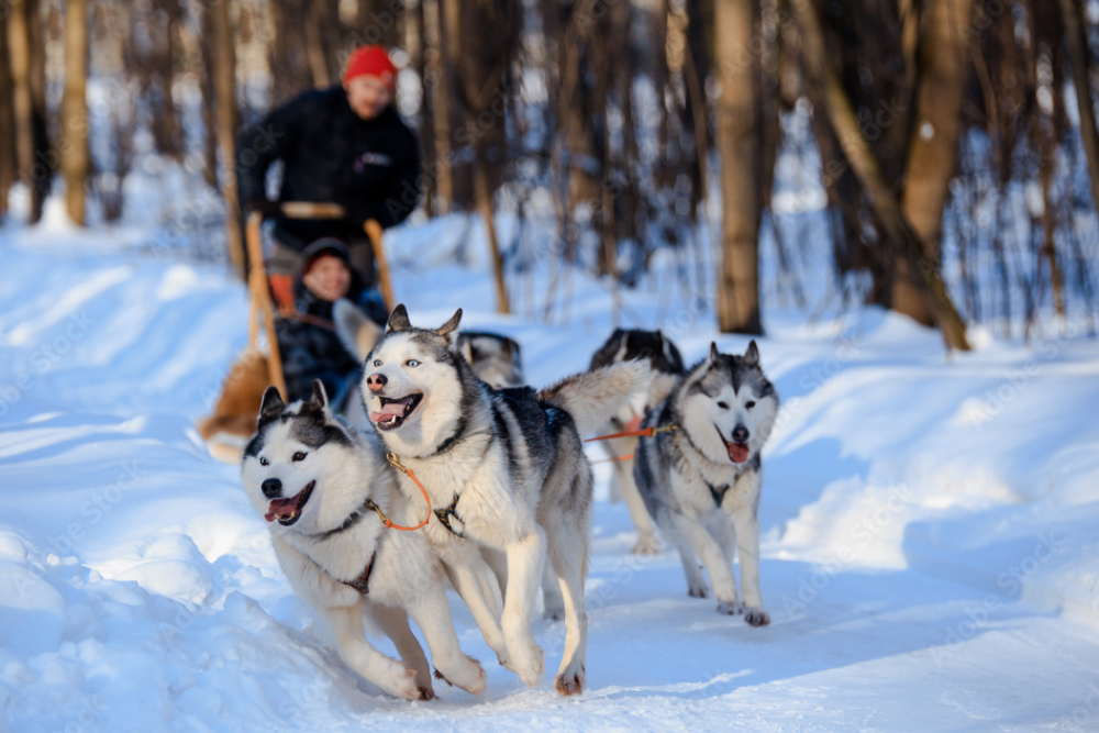 Canine Sledding