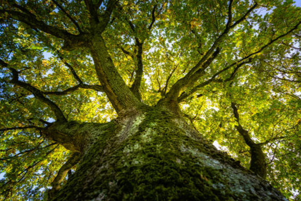 Tinnero Oak Woodlands