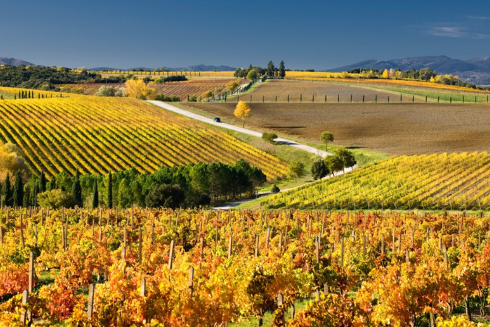 Wine and Olive Oil Visits