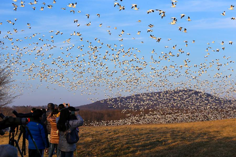Birdwatching on Nyord Island