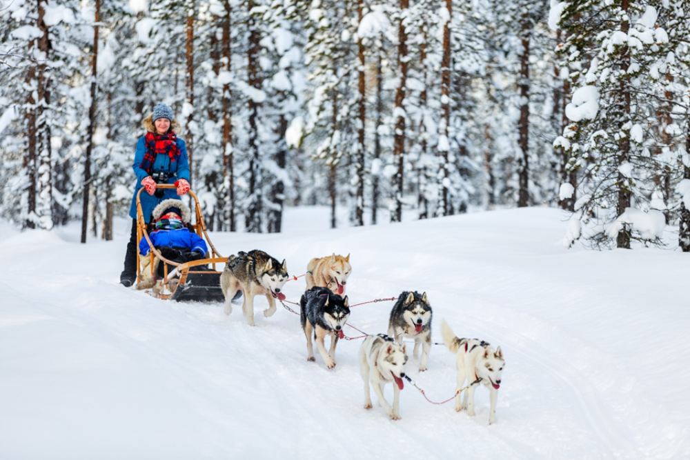 Dog Sledding and Reindeer Sledding