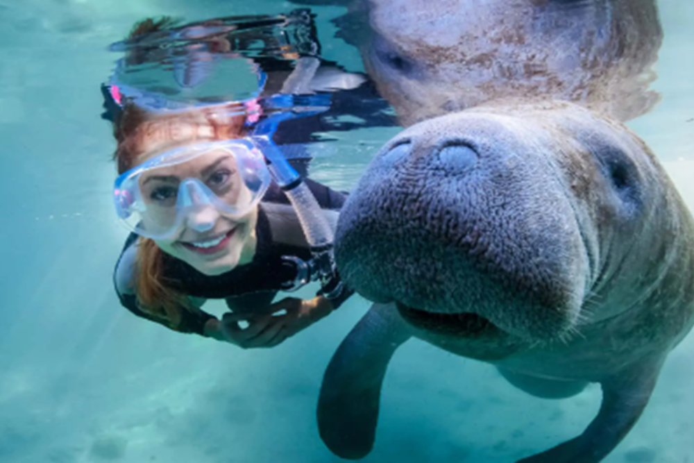 Swimming with Manatees