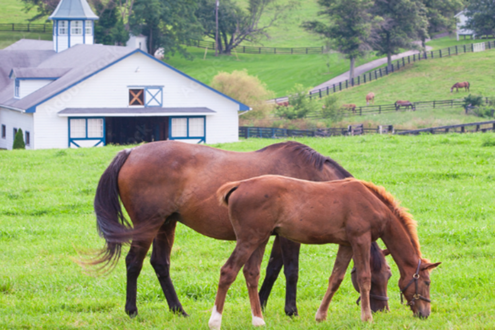 Lexington’s Horse Farms