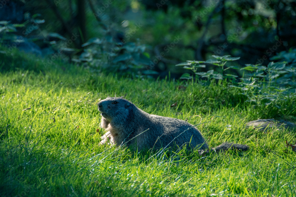 Tierpark Olderdissen