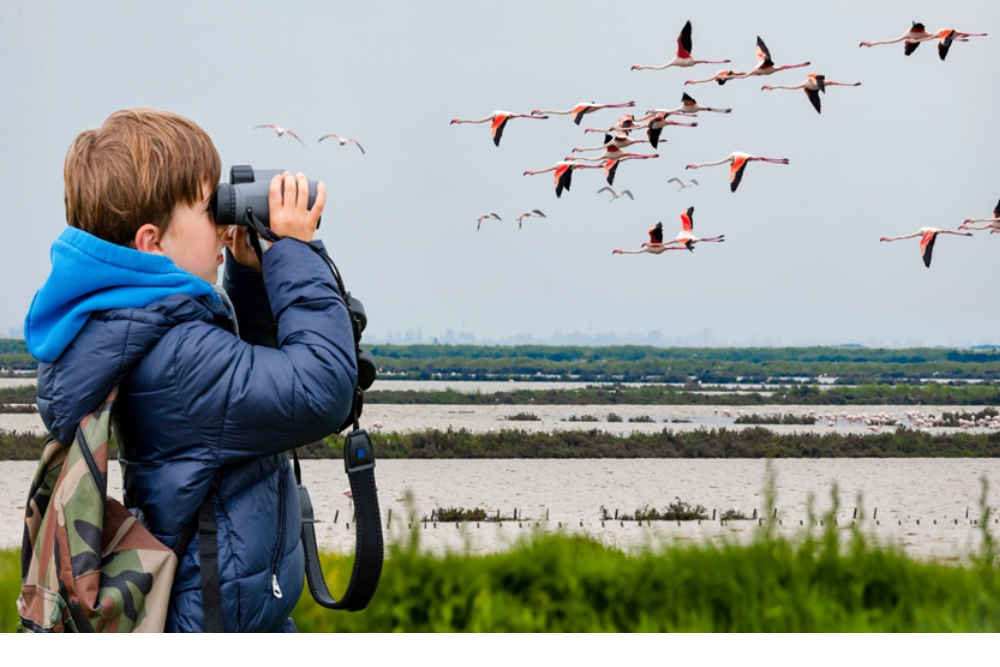 Birdwatching in the Donana National Park