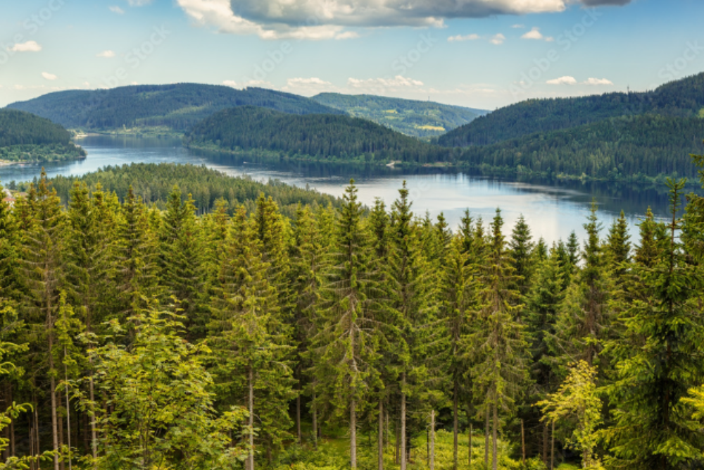 Black Forest