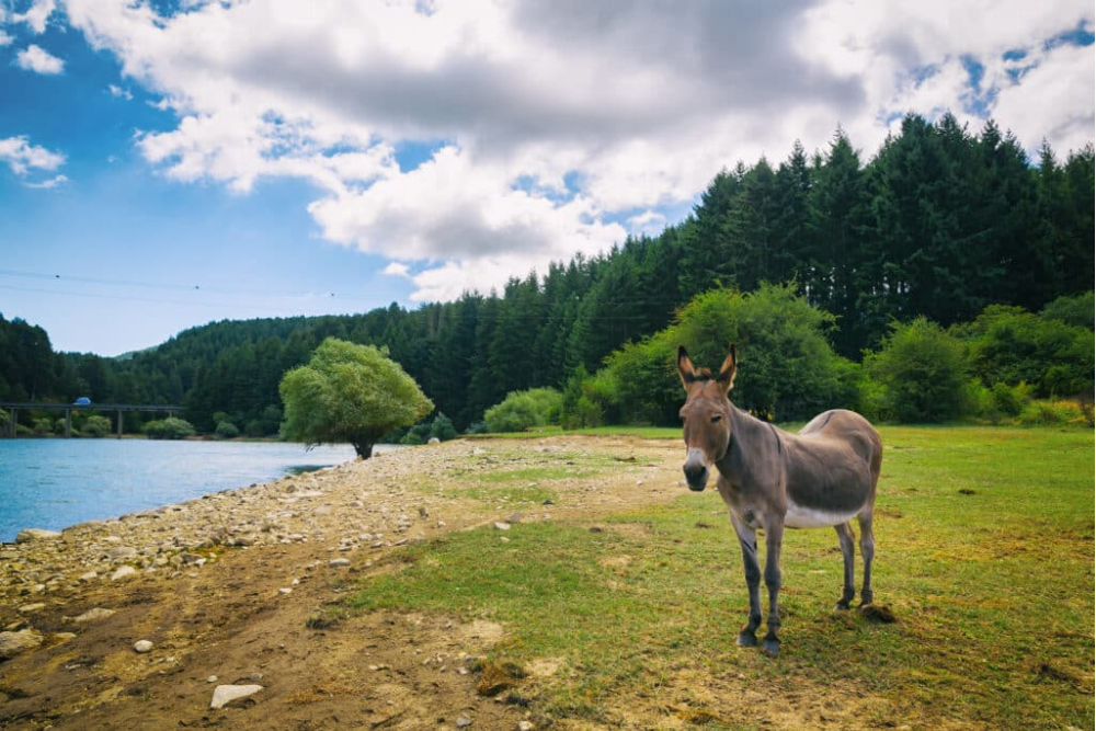 Sila National Park: