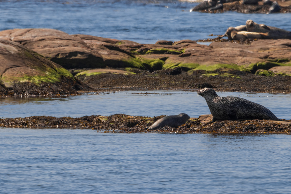 Fishing and Seal Safaris